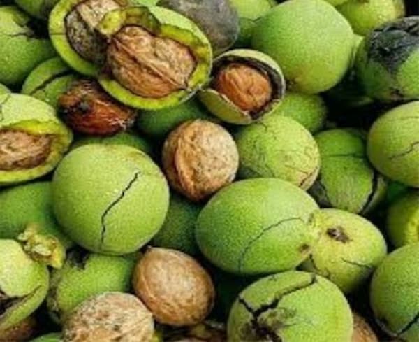 تصویر 1 از قیمت گردو پوست سبز تازه + خرید باور نکردنی