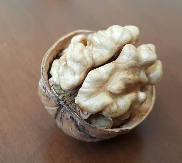 تصویر 2 از قیمت خرید مغر گردوی تازه + فروش ویژه