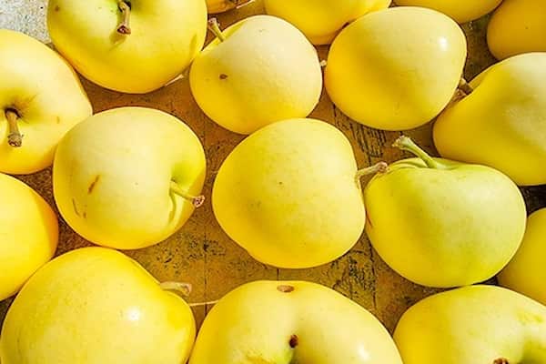 تصویر 5 از قیمت خرید سیب زرد ممتاز + فروش ویژه