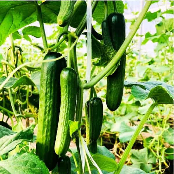 تصویر 1 از قیمت خرید خیار گلخانه ای ناگین + فروش ویژه