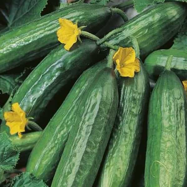 تصویر 4 از قیمت خرید خیار گلخانه ای ناگین + فروش ویژه