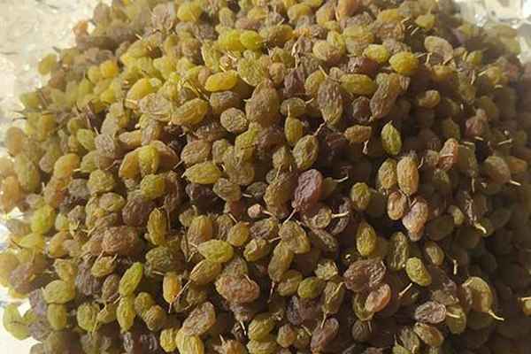 تصویر 2 از خرید کشمش سایه خشک + قیمت عالی باکیفیت