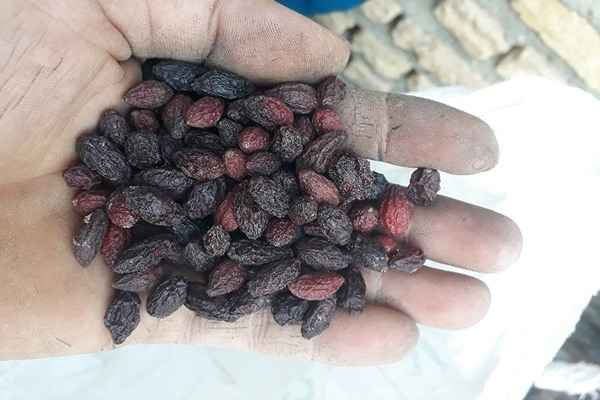 تصویر 5 از خرید میوه خشک بلوبری + قیمت عالی باکیفیت