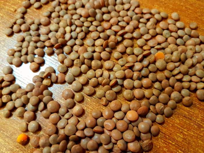 تصویر 2 از قیمت خرید عدس سبز درشت + فروش ویژه