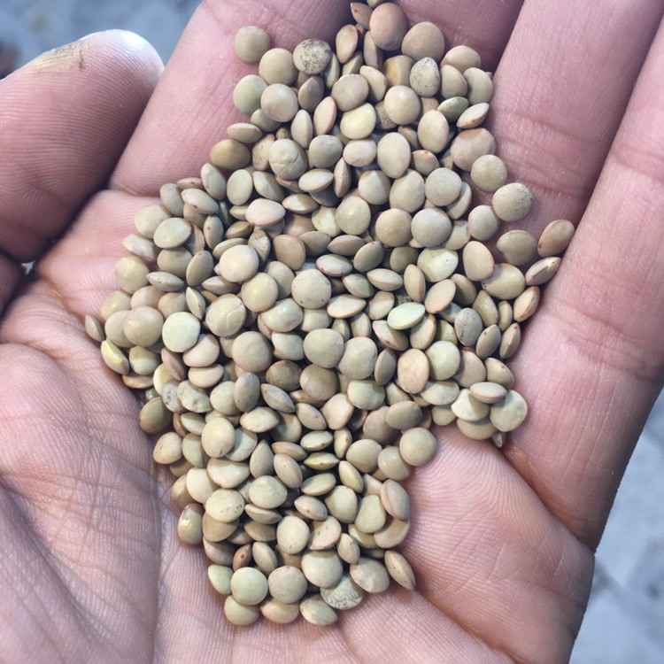 تصویر 4 از قیمت خرید عدس سبز درشت + فروش ویژه