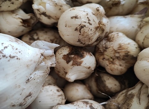 تصویر 3 از فروش سبزی موسیر کوهی + قیمت خرید به صرفه
