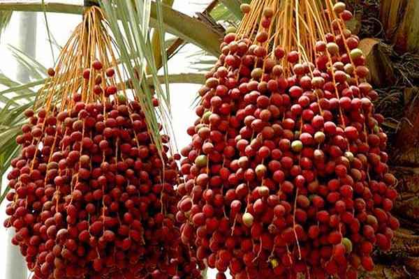 تصویر 1 از قیمت استعمران خرما + خرید باور نکردنی