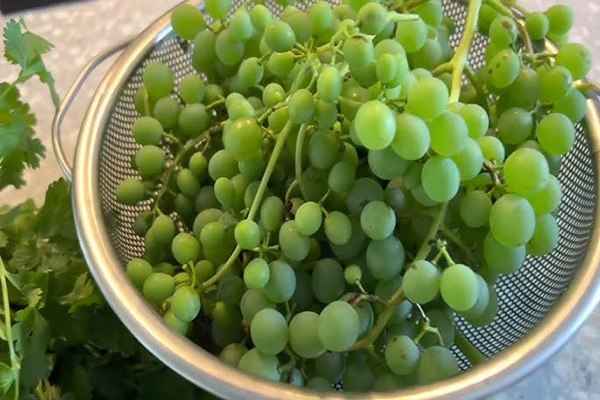 تصویر 3 از قیمت غوره ترش + فروش ویژه