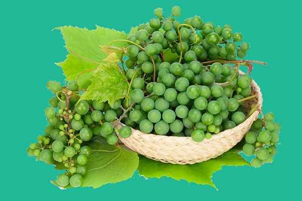 تصویر 2 از قیمت خرید غوره شیراز با فروش عمده