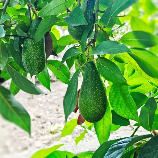 تصویر 2 از قیمت آووکادو ارگانیک + خرید باور نکردنی