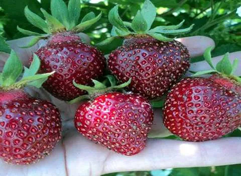 تصویر 4 از قیمت خرید توت فرنگی ارگانیک با فروش عمده