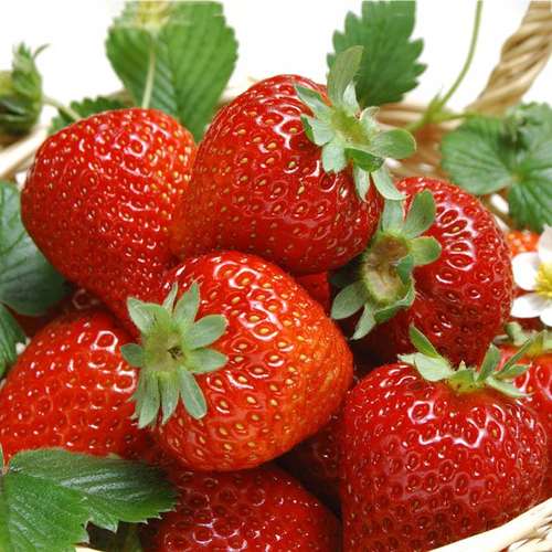 تصویر 1 از قیمت خرید توت فرنگی ارگانیک با فروش عمده