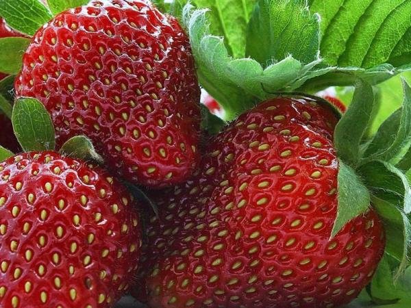 تصویر 3 از قیمت خرید توت فرنگی ارگانیک با فروش عمده