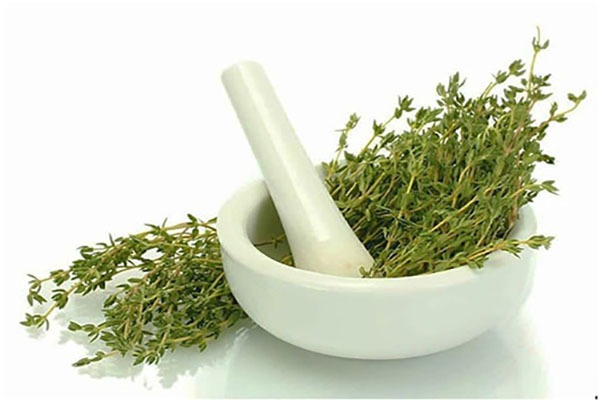 تصویر 5 از خرید گیاه گلنار فارسی + قیمت فروش استثنایی