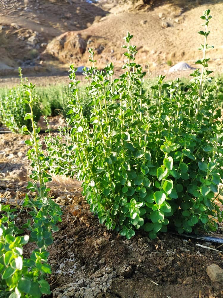 تصویر 3 از خرید آویشن برگ پهن + قیمت فروش استثنایی