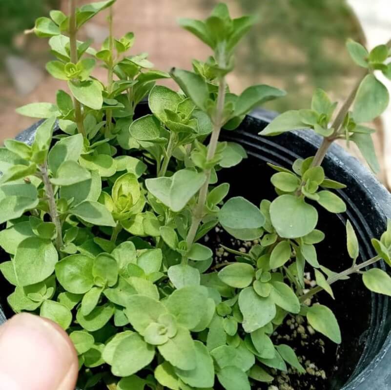 تصویر 1 از قیمت گیاه آویشن خشک شده + خرید باور نکردنی