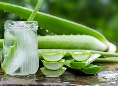تصویر 1 از قیمت خرید عرق آلوئه ورا + فروش ویژه