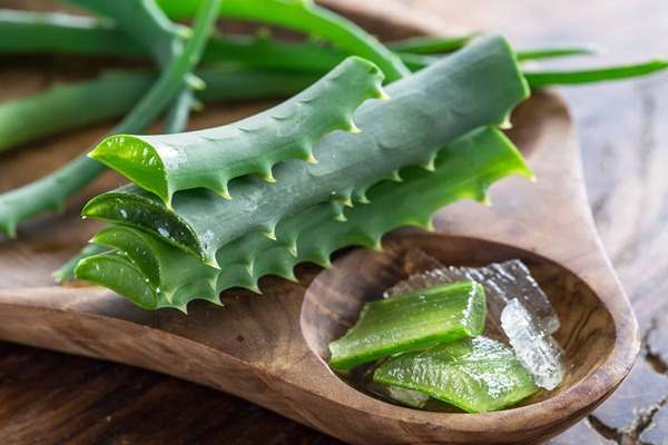 تصویر 3 از قیمت خرید عرق آلوئه ورا + فروش ویژه