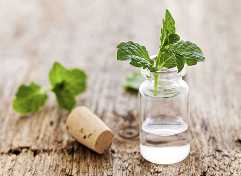 تصویر 1 از خرید عرق نعنا عمده + قیمت فروش استثنایی