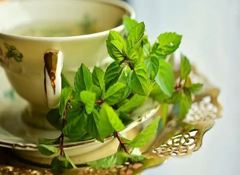 تصویر 4 از خرید عرق نعنا عمده + قیمت فروش استثنایی