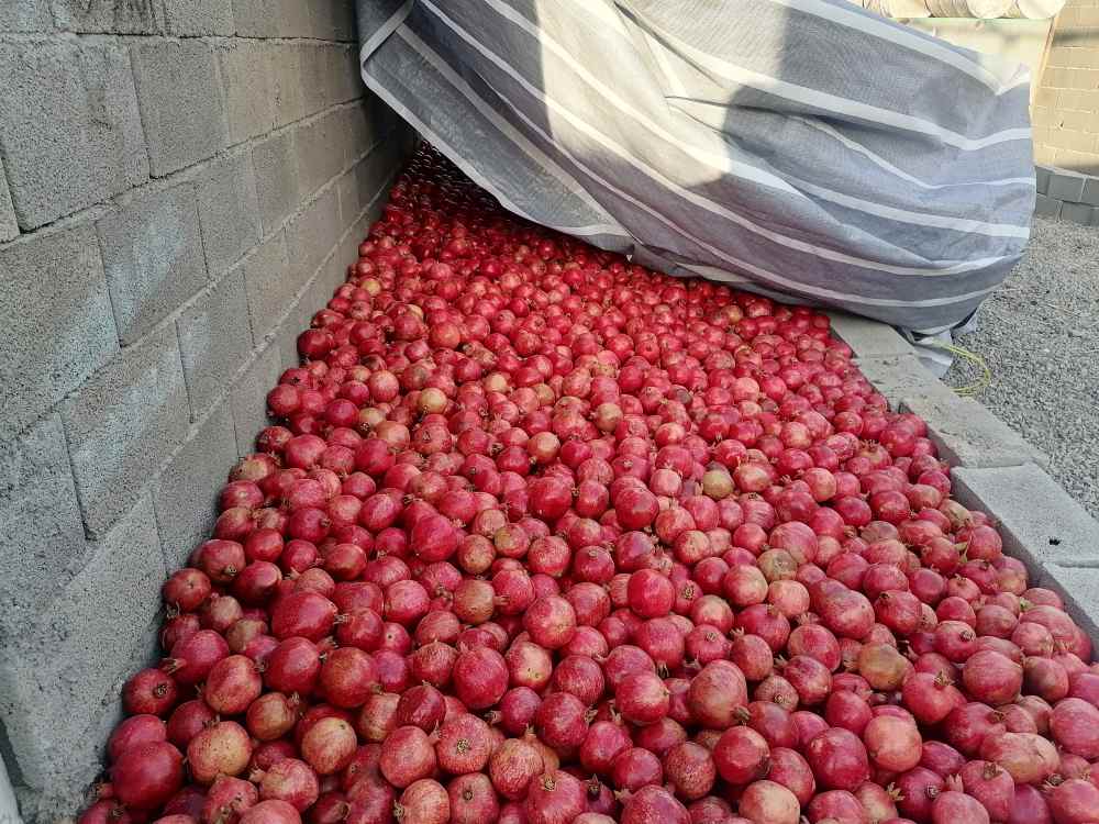 تصویر 1 از انار یاقوتی شهرضا + قیمت عمده