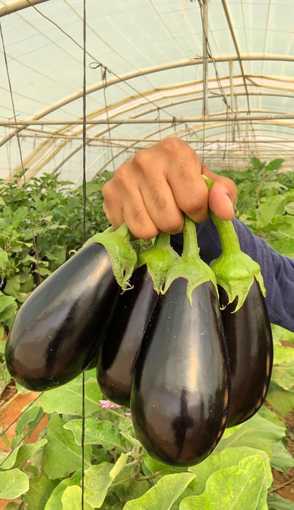 قیمت بادمجان صادراتی اصفهان + خرید باور نکردنی