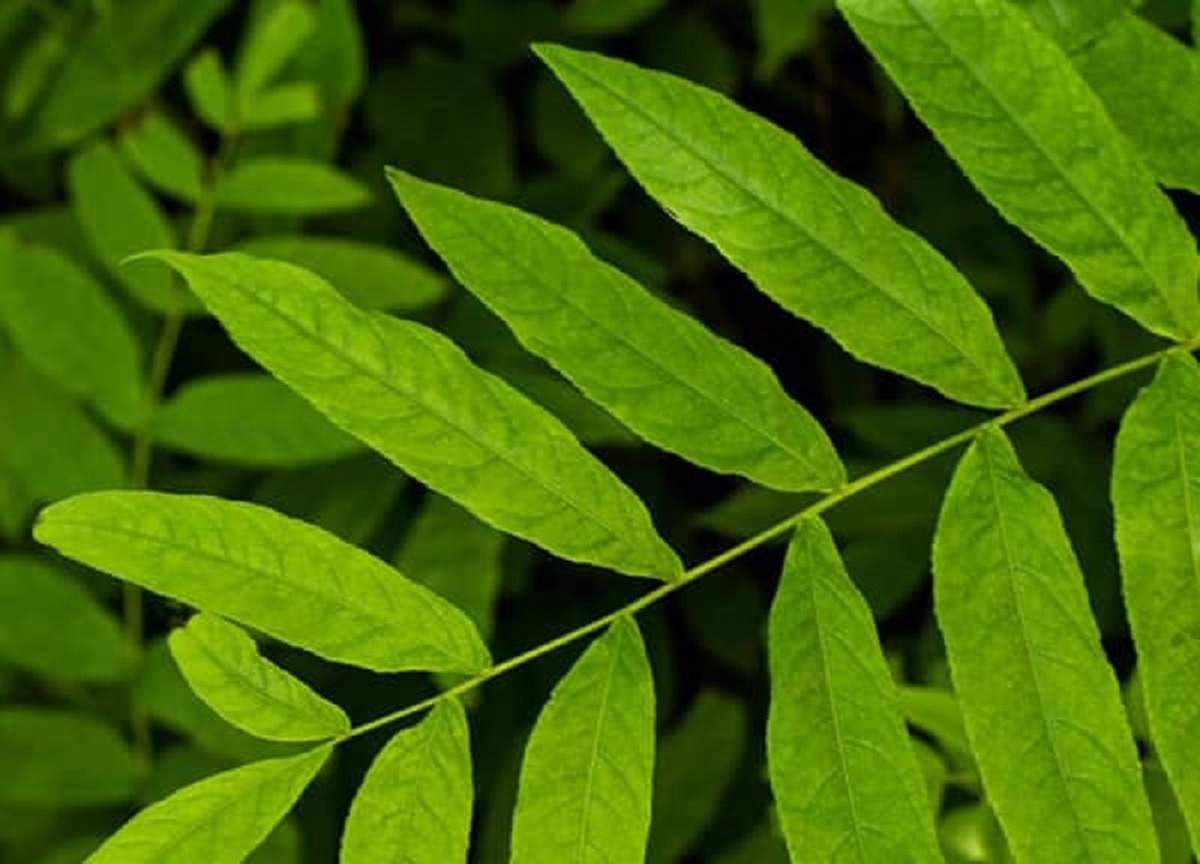 برگ نیم مرغوب قیمت