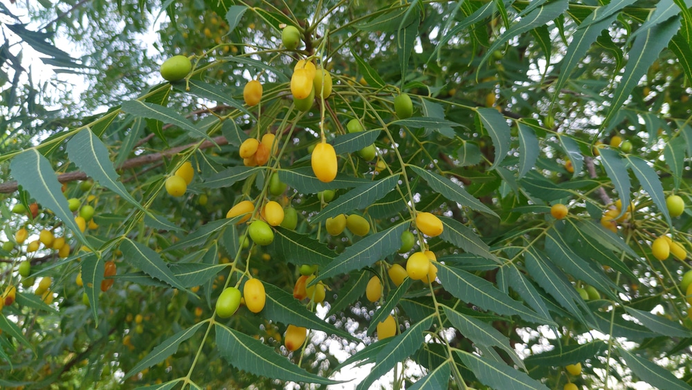 تصویر 3 از برگ نیم مرغوب قیمت