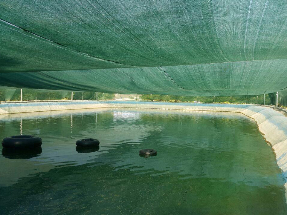 تصویر 2 از سایبان استخر قیمت