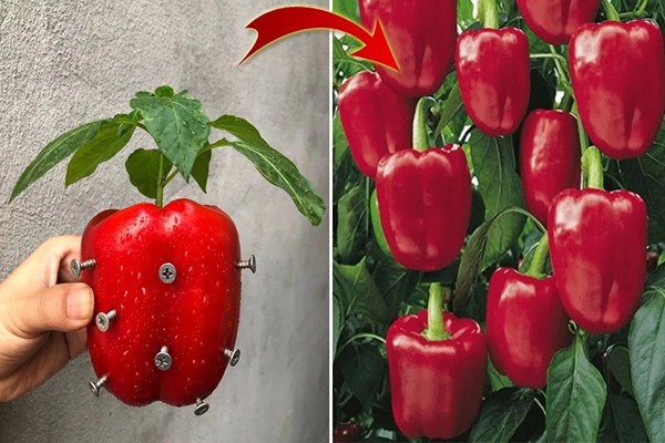 تصویر 1 از فروش فلفل دلمه رنگی + قیمت خرید به صرفه