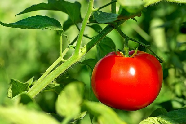 تصویر 4 از قیمت خرید گوجه فرنگی یارا با فروش عمده