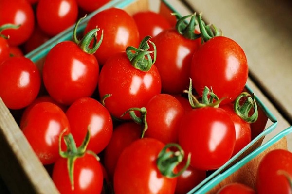 تصویر 5 از قیمت خرید گوجه فرنگی یارا با فروش عمده