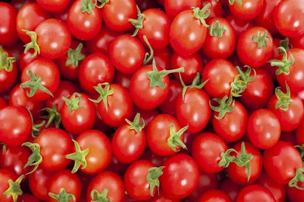 تصویر 1 از قیمت خرید گوجه فرنگی یونیژن عمده به صرفه و ارزان