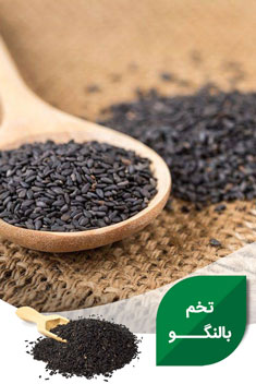 تصویر 2 از دانه بالنگوی شهری