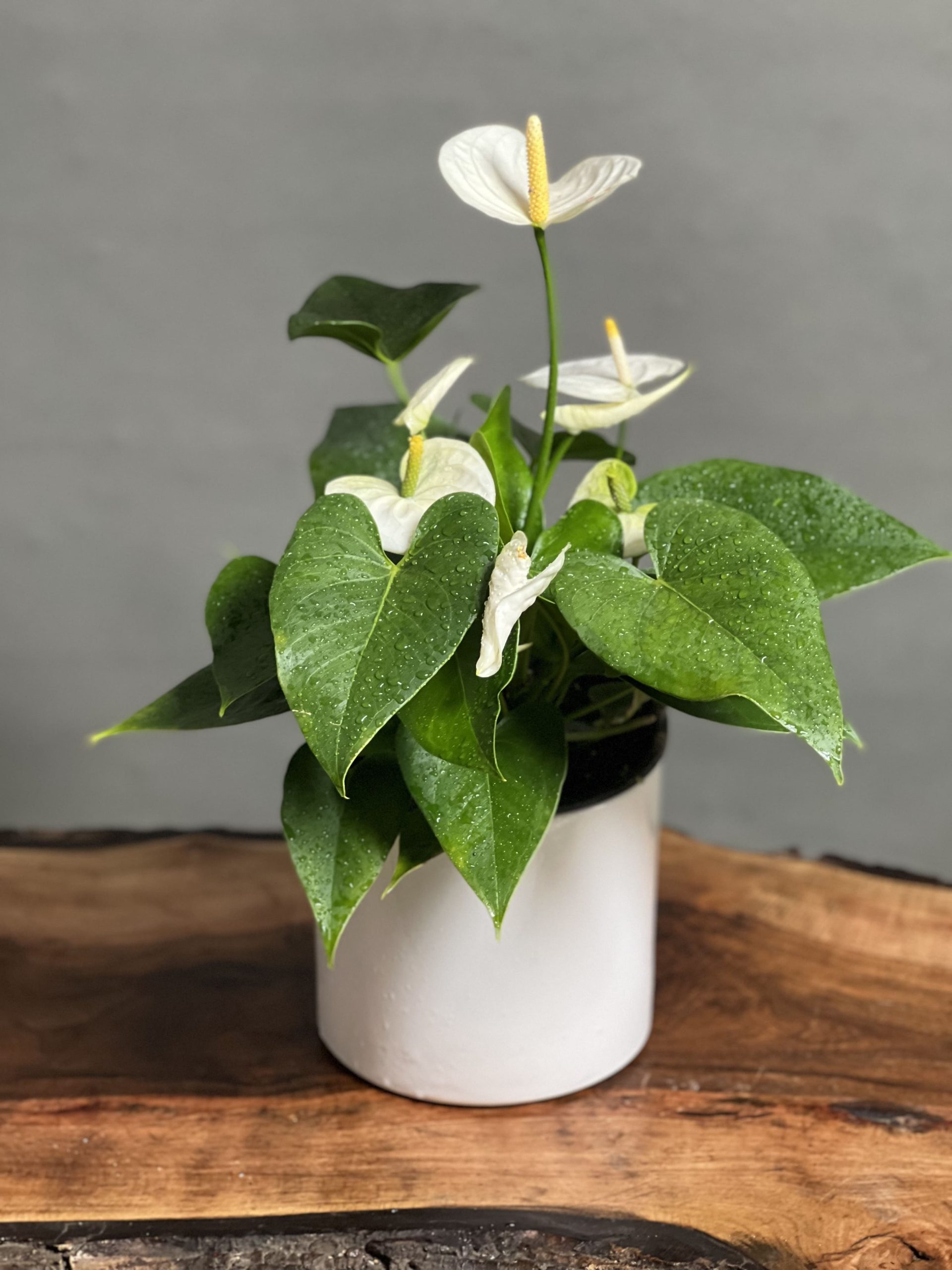 تصویر 2 از قیمت خرید گل آنتوریوم + خرید باورنکردنی