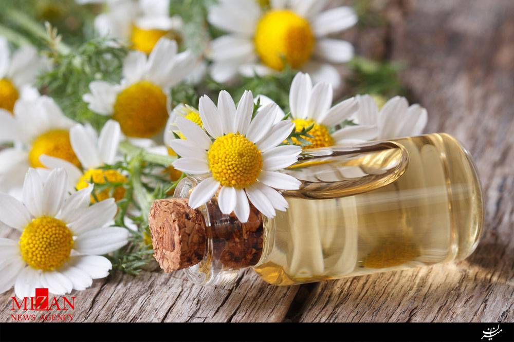 تصویر 4 از گل بابونه معرفی خواص درمانی و کاربردهای گیاه دارویی اصیل