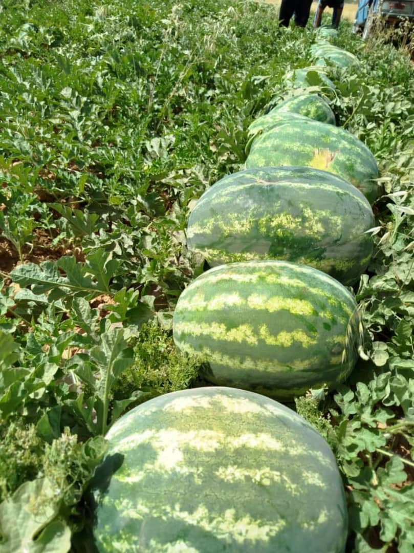 تصویر 1 از هندوانه بیضی صادراتی فیروزآباد