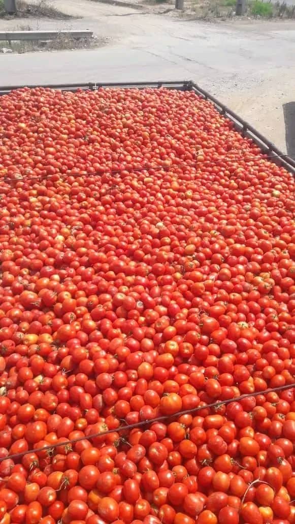 تصویر 1 از قیمت رب گوجه مرغوب دبه ای ارگانیک