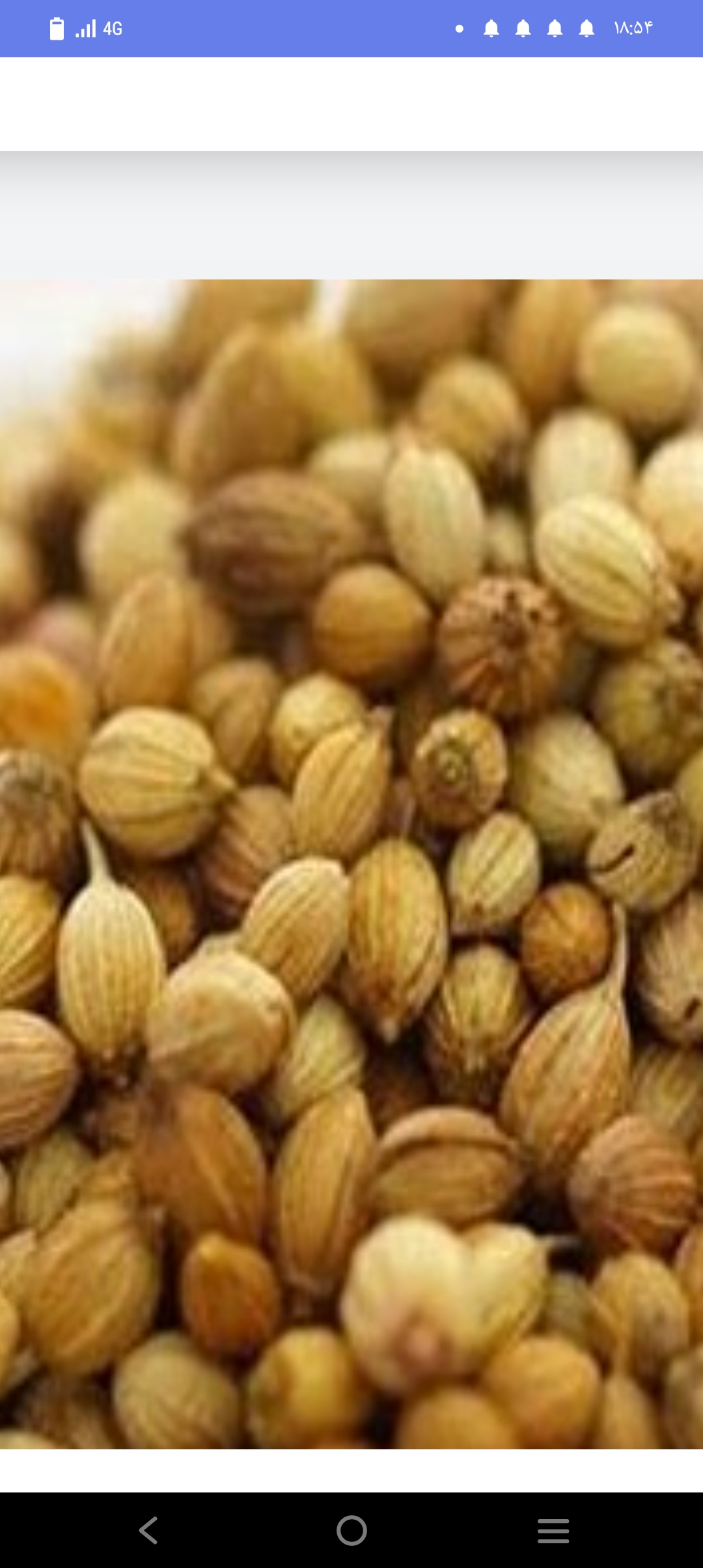 بذر گشنیز تازه و مرغوب مخصوص گلخانه ها
