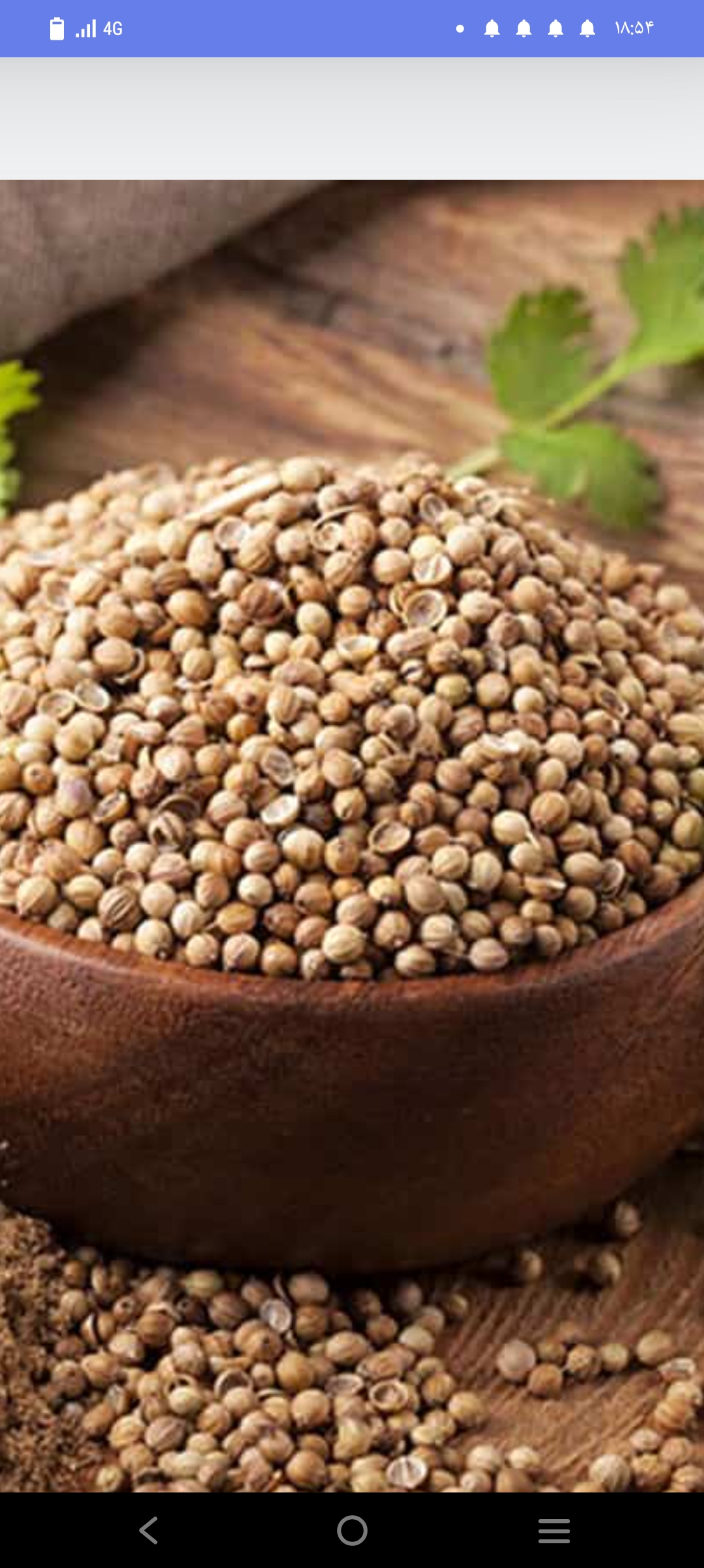تخم گشنیز برای چی خوبه