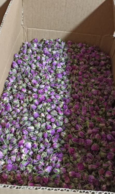 تصویر 1 از خواص گل محمدی