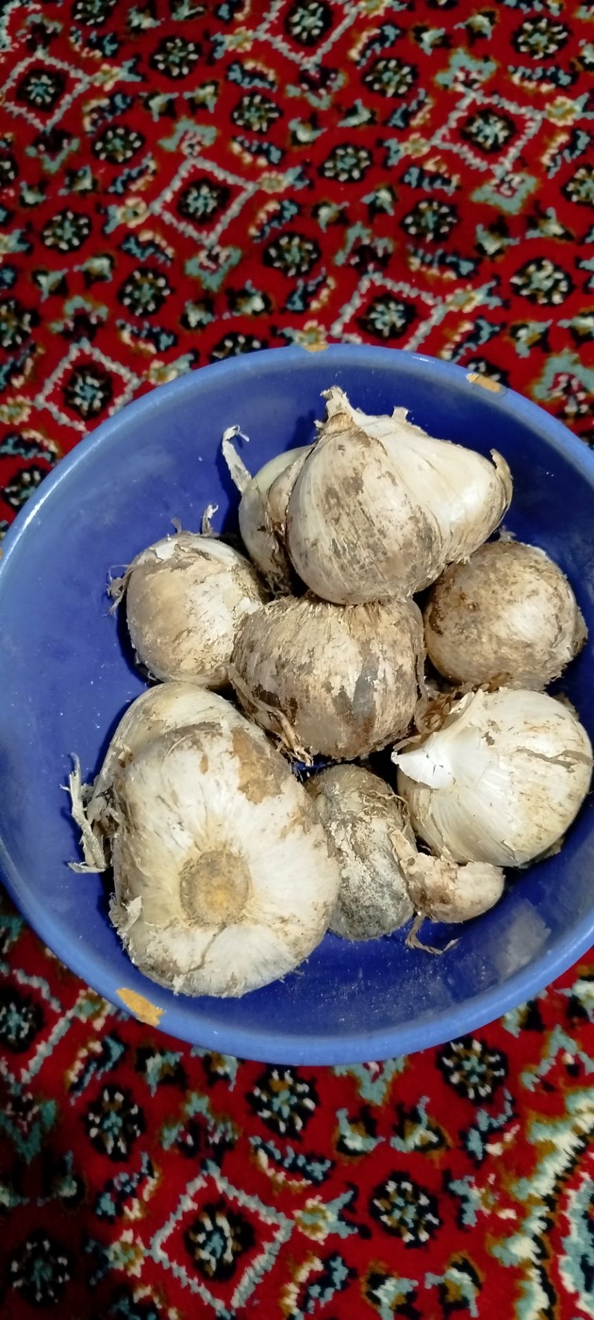 تصویر 1 از خشکبار کوثر  موسیر تر خرید