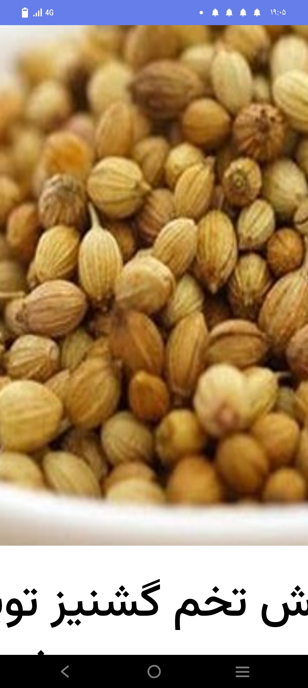گشنیز ترشی مرغوب و تازه امسال