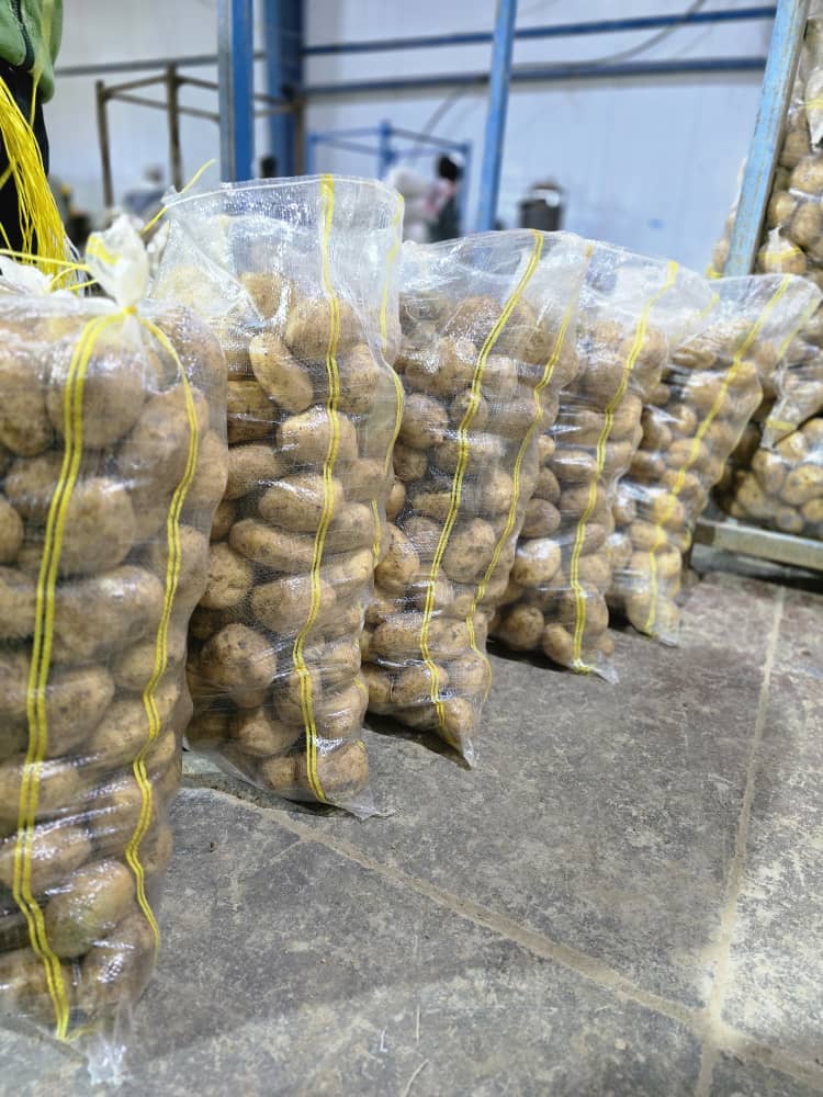 تصویر 4 از سیب زمینی رانومی اصفهان