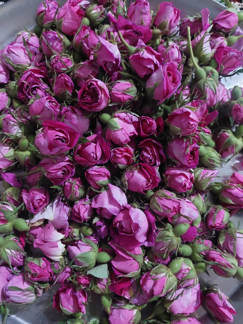بهترین غنچه گل محمدی لاله زار + قیمت خرید عالی