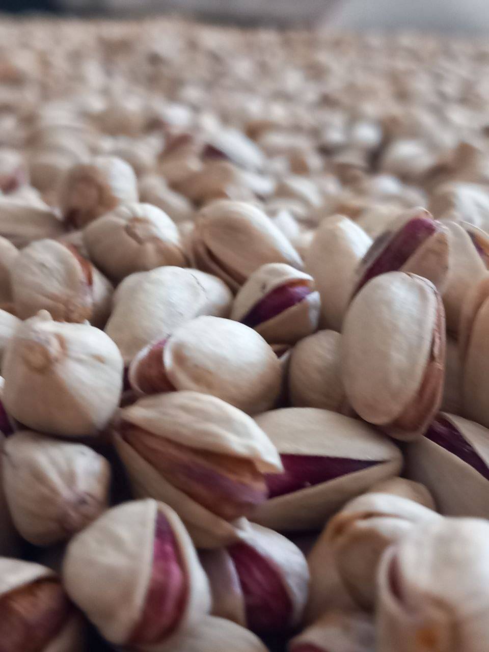 تصویر 1 از قیمت خرید پسته سفید خراسان با فروش عمده
