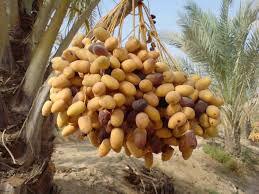 تصویر 1 از خرما خارک بهترین قیمت