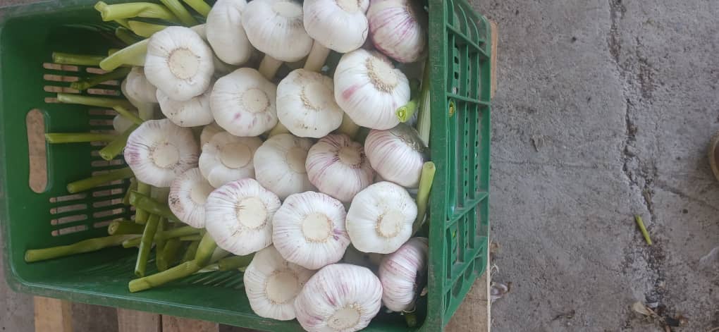 تصویر 1 از قیمت فروش عمده سیر همدان