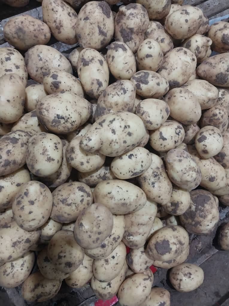 تصویر 1 از سیب زمینی سانتا کرمانشاه + فروش عمده