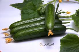 تصویر 4 از قیمت خیار سبز گلخانه ای + خرید و فروش فوق العاده
